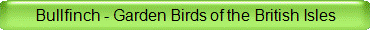 Blackbirds - Garden Birds of the British Isles